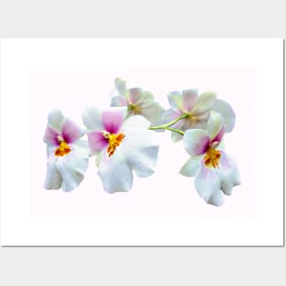 Orchid Miltoniopsis Florentine Posters and Art